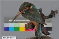 藏品(翠鳥)的圖片